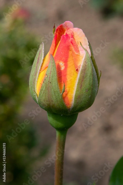 Obraz yellow rose cocoon before flowering
