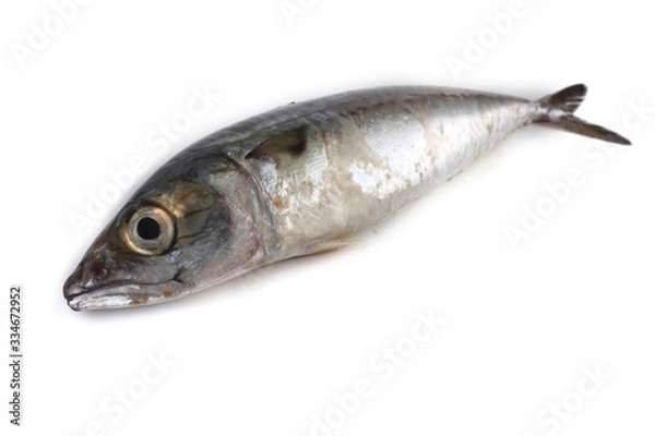 Obraz Chub mackerel (Pacific mackerel, saba)