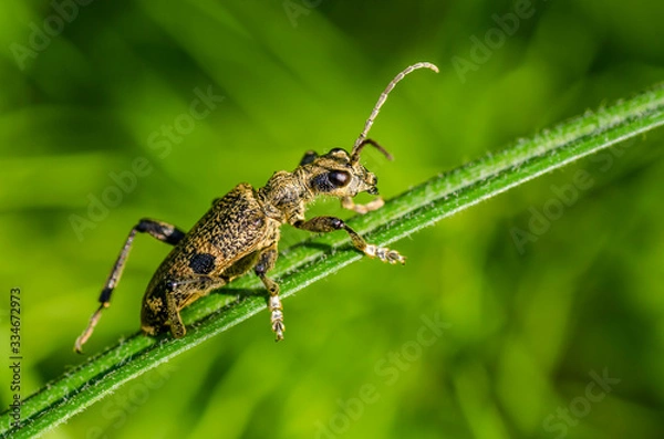 Fototapeta Beetle crawls on a narrow leaf of grass