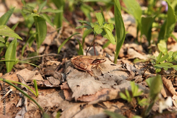Fototapeta Agile Frog | Rana dalmatina