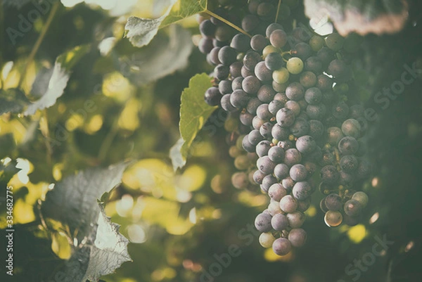 Obraz Vineyard and grape in the natural place