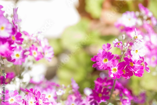 Fototapeta プリムラ