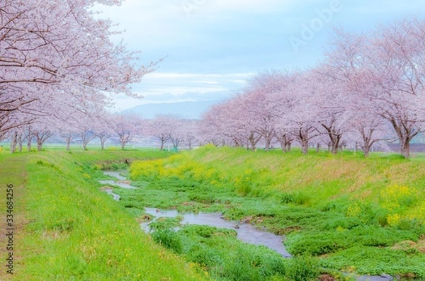 Obraz 川沿いの桜並木