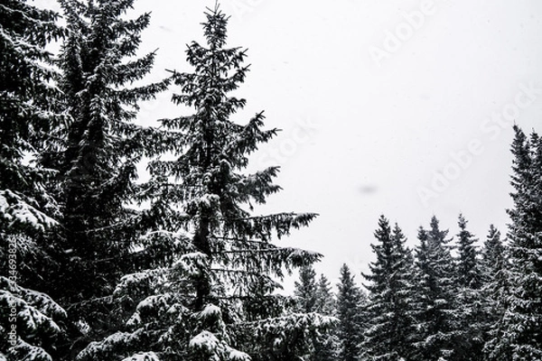 Obraz trees under the snow