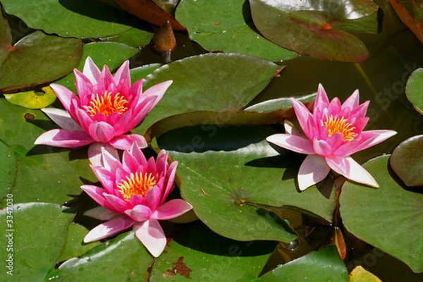 Fototapeta nénuphar