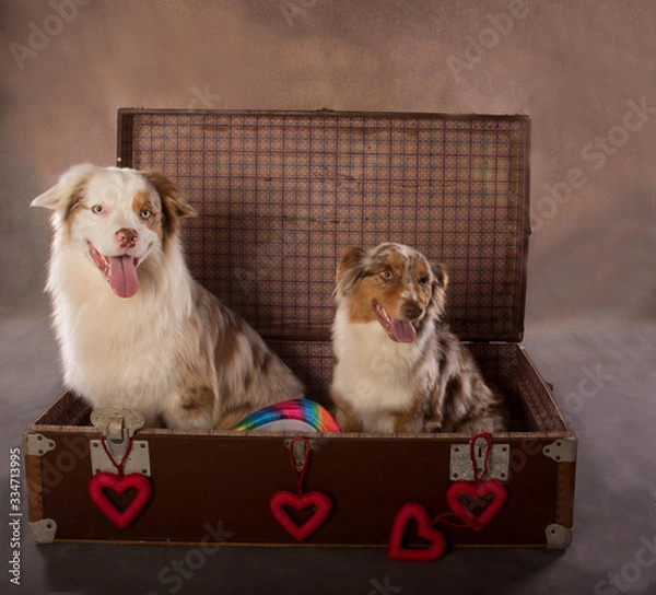 Obraz two dogs sitting inside an old suitcase