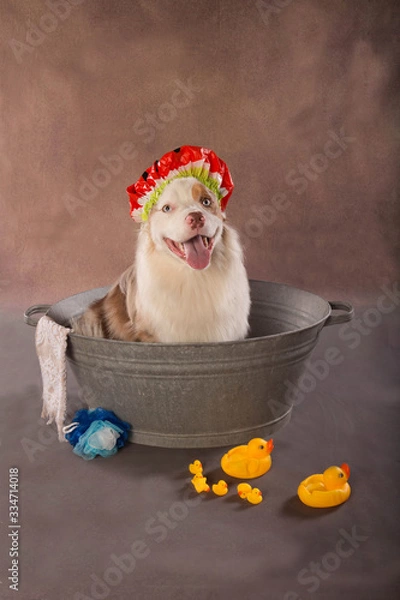 Obraz dog taking a bath inside a sweeper with a bathing cap