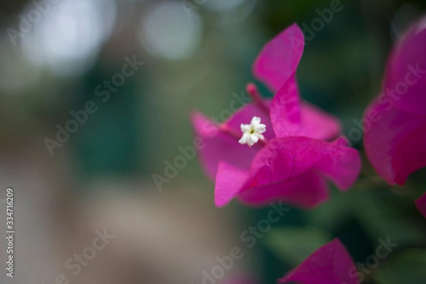 Obraz butterfly on flower
