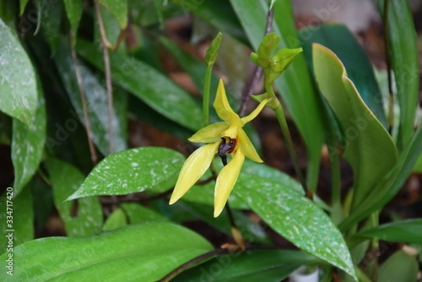 Fototapeta Орхидея