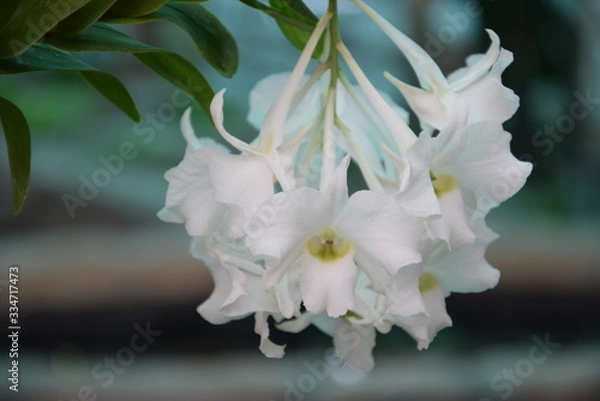 Obraz Орхидея