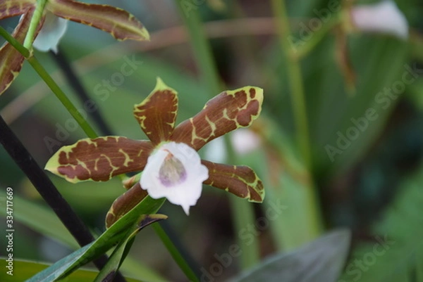 Obraz Орхидея