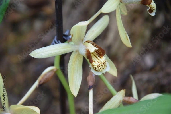 Fototapeta Орхидея