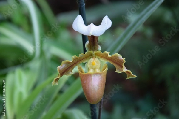Fototapeta Орхидея