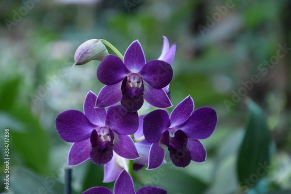 Fototapeta Орхидея