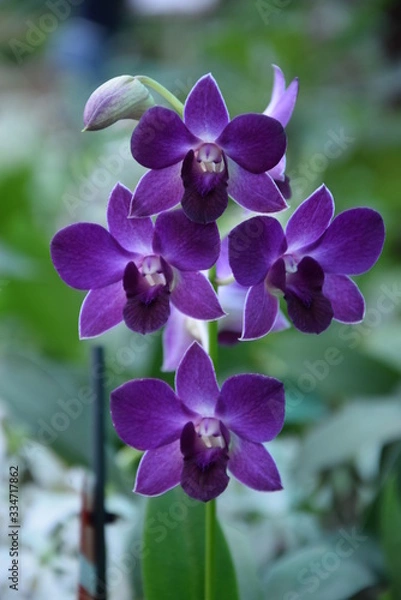 Fototapeta Орхидея