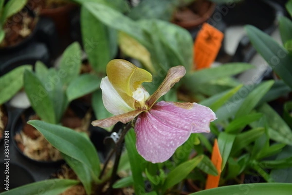 Obraz Орхидея