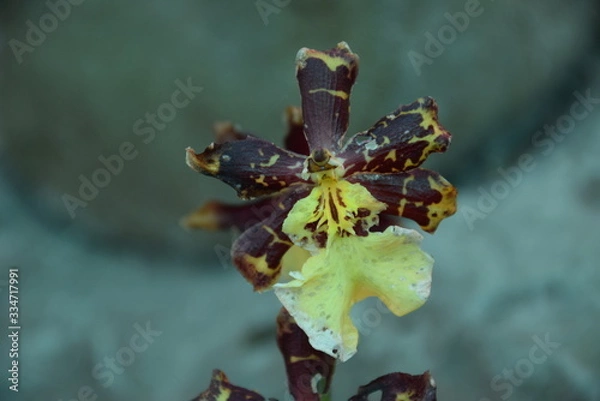 Fototapeta Орхидея