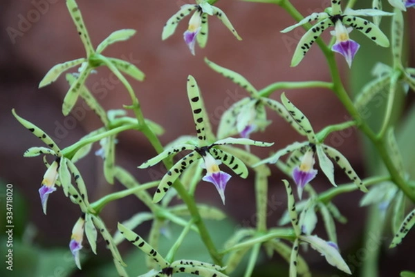 Obraz Орхидея