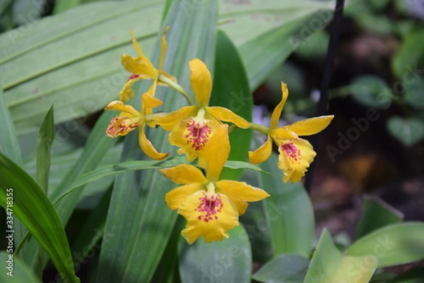 Fototapeta Орхидея