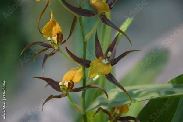 Fototapeta Орхидея