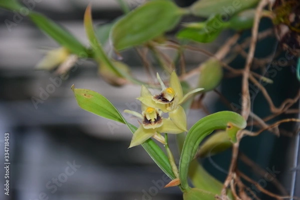 Obraz Орхидея