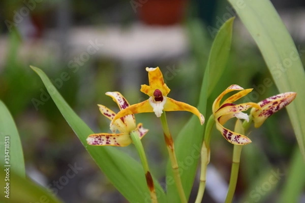 Obraz Орхидея