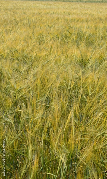 Fototapeta Пшеница