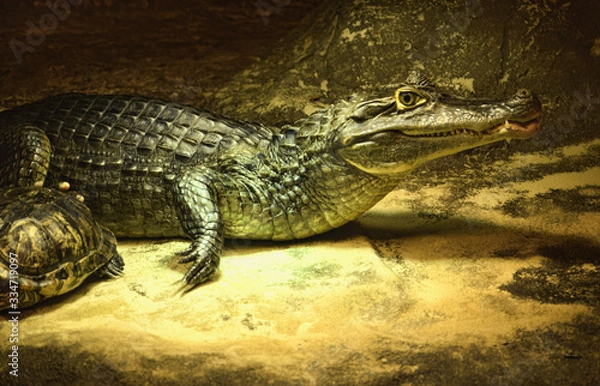 Obraz Крокодил