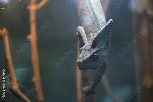 Obraz Хамелеон