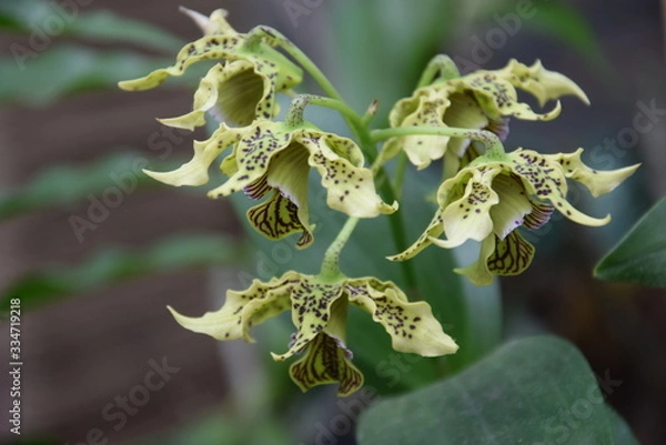 Obraz Орхидея