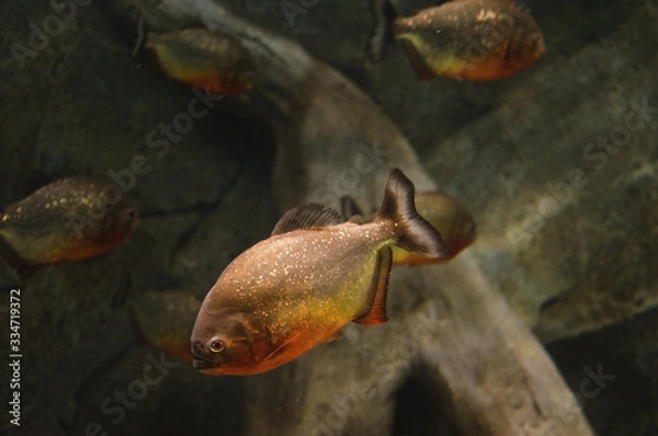 Fototapeta Пираньи