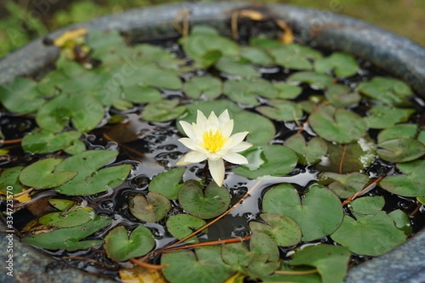 Fototapeta 水, 花, いけ, ハス, ユリ, 自然, 植える, 緑, 湖, 庭,