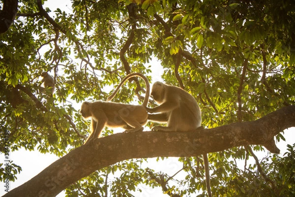 Obraz monkeys in a tree
