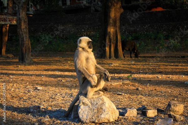 Fototapeta monkey sitting on a rock