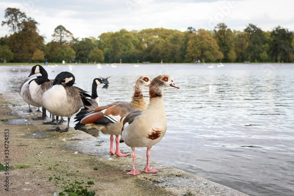 Obraz ducks on the lake