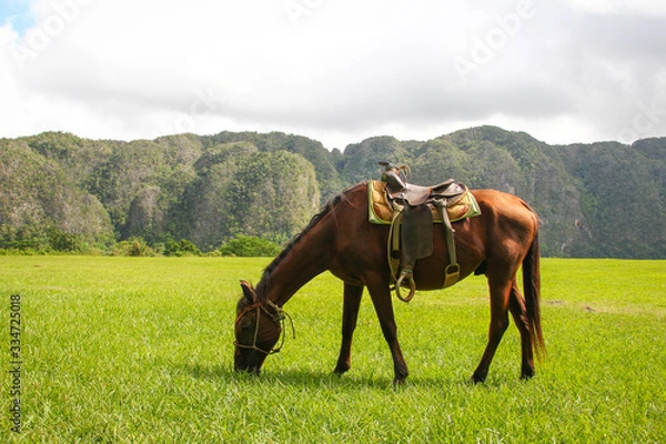 Obraz horse in the field
