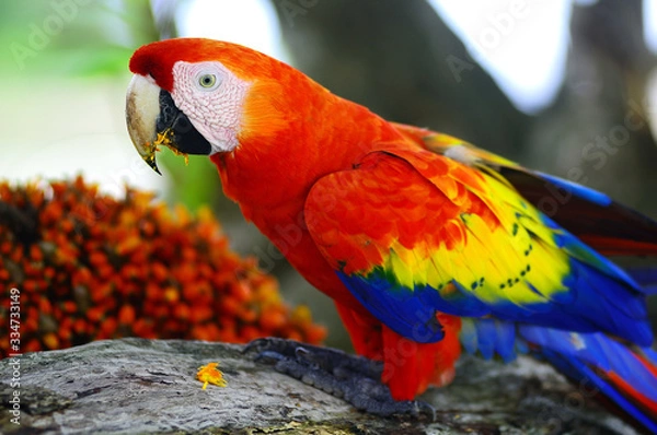 Obraz Perroquet ara
