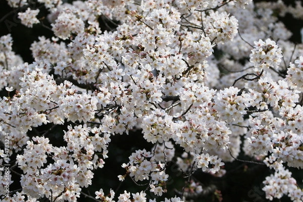 Obraz 新宿の桜