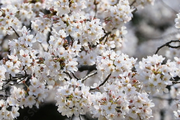 Obraz 新宿の桜