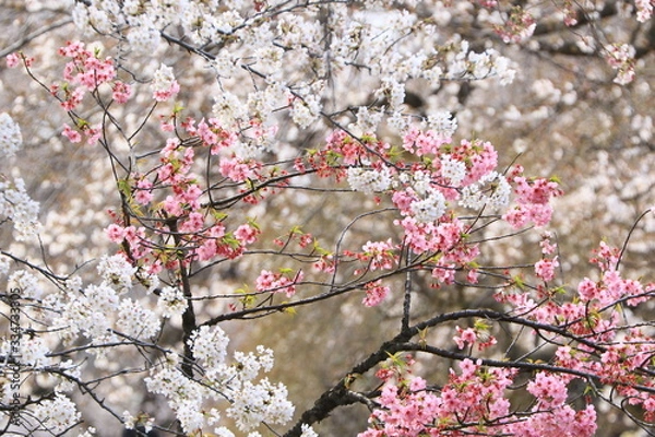 Obraz 新宿の桜