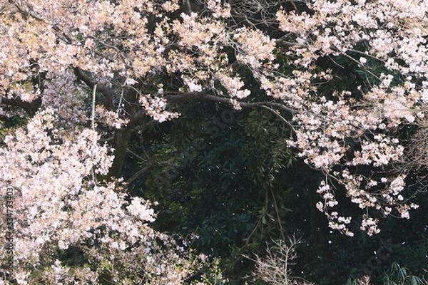 Obraz 新宿の桜