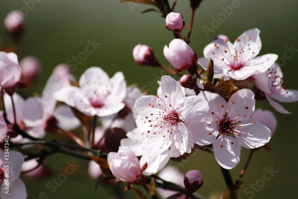 Obraz Pink cherry flowers