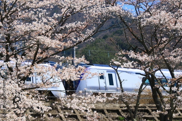 Obraz 山梨 勝沼の甚六桜
