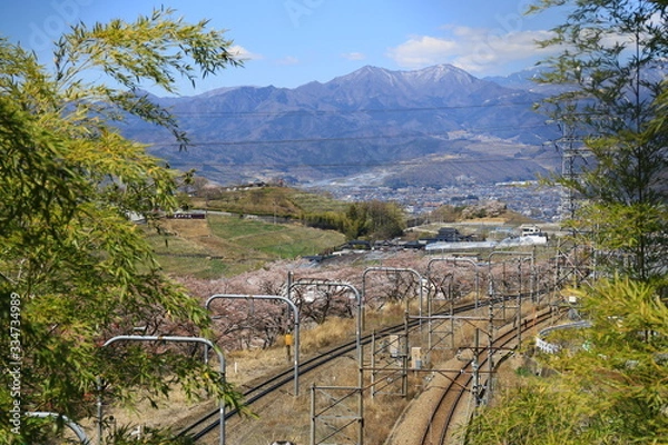 Obraz 山梨 勝沼の甚六桜