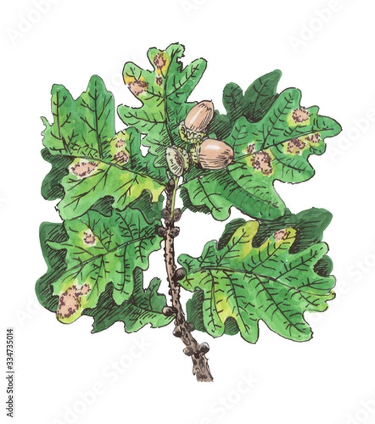 Obraz Oak branch with acorns, botanical illustration