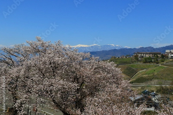 Obraz 山梨 勝沼の甚六桜