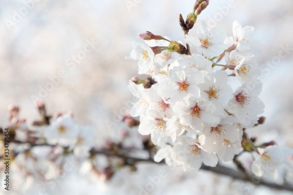 Obraz 桜の花　背景素材