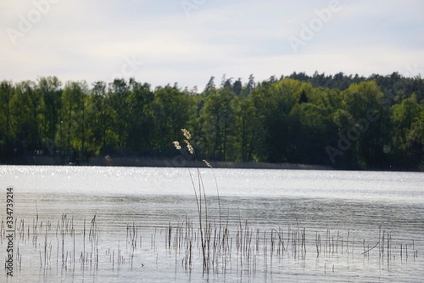 Obraz Lake with reed