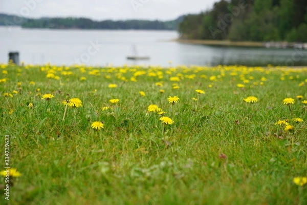 Obraz Dandelion meadow