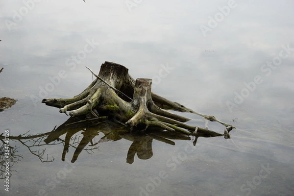 Obraz Tree stump